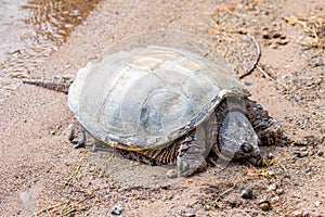 Snapping Turtle (Chelydridae) bathing in the sun on a Wisconsin beach