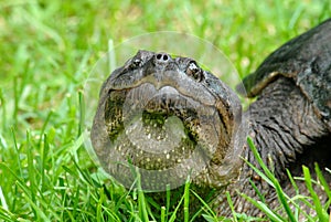 Snapping turtle closeup