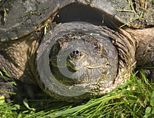 Snapping Turtle Closeup