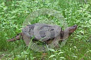 Snapping Turtle Creeps Through the Marsh