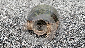 Snapping turtle on gravel road