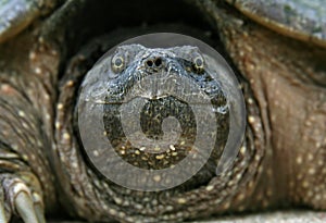 Snapping Turtle Head photo