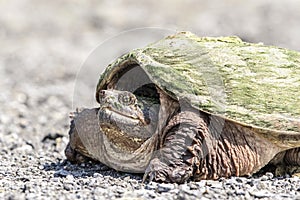Snapping Turtle in The Hudson Valley