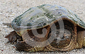 Snapping Turtle isolated on gravel path