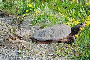 Snapping Turtle Laying Eggs on the Road Shoulder