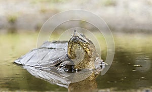 Snapping Turtle in muddy water, Georgia USA photo