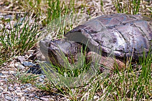 Snapping Turtle Photo and Image. Close-up side view out of the water and looking to find a suitable nest site in its environment
