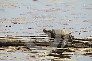 Snapping turtle  Photos.  Snapping turtle on a water log with lilas pads background
