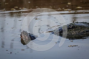 Snapping Turtle in a Pond