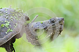 Snapping turtle portrait
