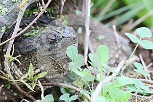Snapping turtle portrait