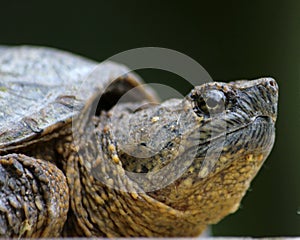 Snapping Turtle Profile photo