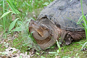 Snapping Turtle Raises its Head