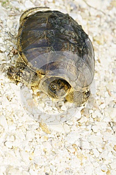 A Snapping Turtle with a rough brown shell on a stone path