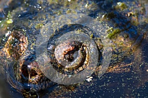 Snapping Turtle