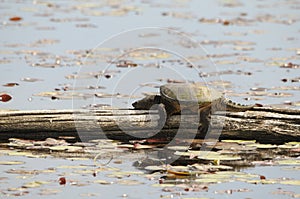 Snapping turtle Stock Photos.  Snapping turtle on a water log with lilas pads background
