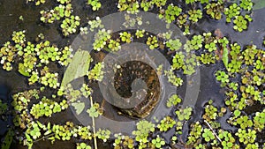 Snapping Turtle in the swamp of the Florida jungle