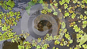 Snapping Turtle in the swamp of the Florida jungle