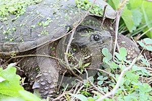 Snapping turtle and twigs