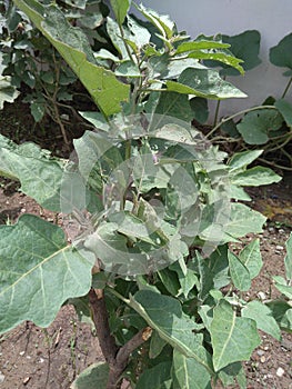 A Snapshot of Brinjal or Egg Plant a Very Nice Vegetable Plant of India