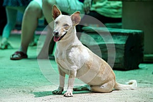 Snapshot of a dog with short body