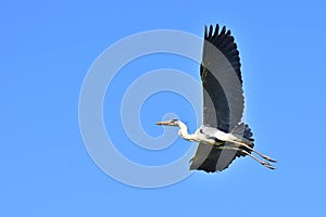 A shot of flying heron from profile