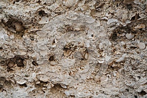 A snapshot of the texture of sedimentary limestone rock in a rock crevice