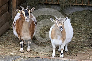 Two goats bleat and chew in the stable photo