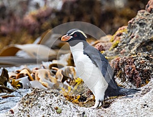 Snares Penguin, Eudyptes robustus
