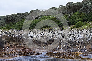 Snares Penguin, Eudyptes robustus photo