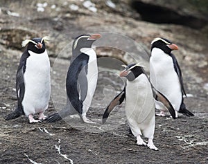 Snares Penguin, Eudyptes robustus photo