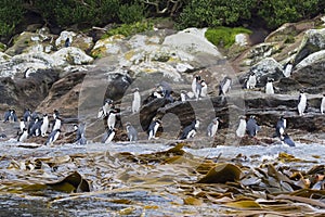 Snares Penguin, Eudyptes robustus photo