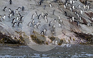 Snares Penguin, Eudyptes robustus photo