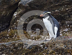 Snares Penguin, Eudyptes robustus photo