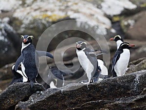 Snares Penguin, Eudyptes robustus photo