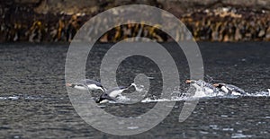 Snares Penguin, Eudyptes robustus photo