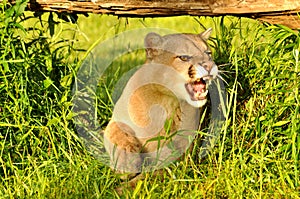 Snarl on a Mountain Lion's face. photo