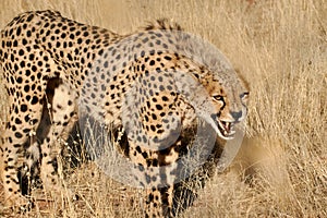 Snarling African Cheetah in grasslands.