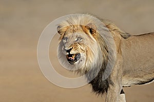 Snarling African lion photo