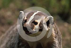 Snarling Badger