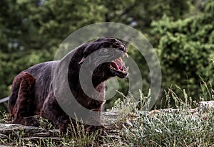 Snarling Black Leopard