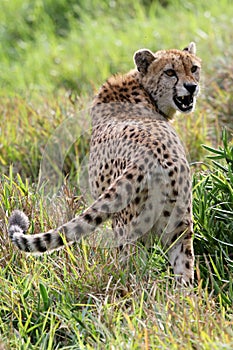 Snarling Cheetah Wild Cat