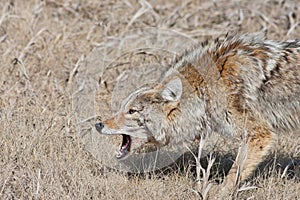 Snarling Coyote