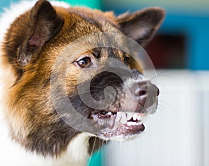 Snarling dog face threats