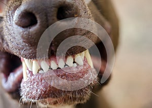 Snarling Dog Showing Teeth Closeup