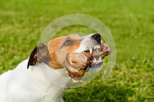 Snarling dog shows teeth and fangs defending its bone