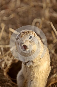 Snarling Gopher