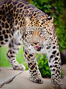 Snarling leopard