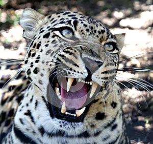 Snarling Leopard with Huge Teeth
