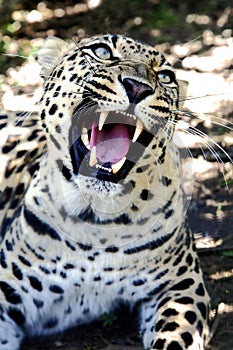 Snarling Leopard with Huge Teeth